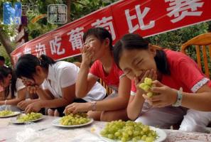 Grape Festival Tour